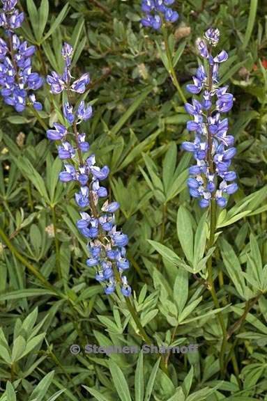 lupinus polyphyllus var burkei 2 graphic